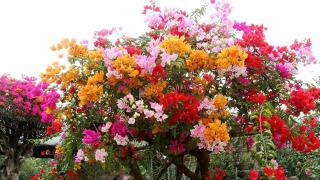 Hoa giấy ngũ sắc là? Cách tạo hoa giấy ngũ sắc