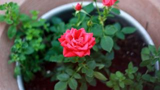 Hoa hồng thích hợp đất gì?