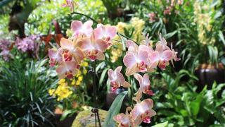 Top 10 địa chỉ bán hoa lan lớn nhất Hà Nội