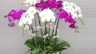 Top 10 địa chỉ bán hoa lan lớn nhất TP Hồ Chí Minh