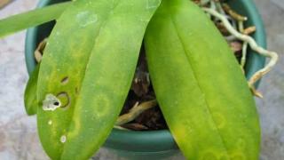 Hoa lan thường bị bệnh gì?