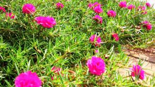 Những loại hoa trồng bằng thân cây