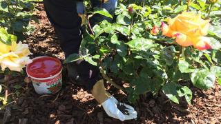 Hướng dẫn bón phân cho hoa hồng