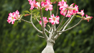 Hướng dẫn chiết cành cây hoa sứ