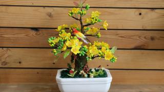 Hướng dẫn thay đất và chậu cho cây hoa mai sau tết 