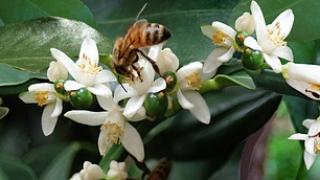 Hướng dẫn chăm sóc quất ra trái đúng dịp Tết