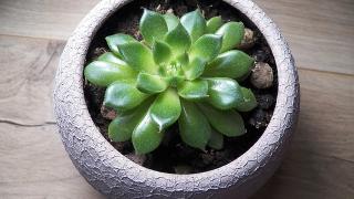 Hướng dẫn chăm sóc sen đá