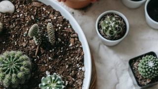 Hướng dẫn chăm sóc xương rồng phát triển tốt