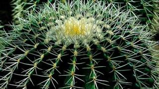 Hướng dẫn nhân giống xương rồng đúng cách