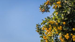 Hướng dẫn trồng và chăm sóc cây quất