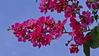 Khám phá 5 loại cây trồng làm bóng mát trong sân vườn