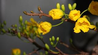 Kinh nghiệm chăm sóc hoa mai nở đúng tết