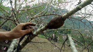 Kỹ thuật chiết cành ở cây hoa đào