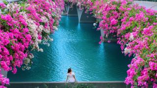 Kỹ thuật ghép cây hoa giấy