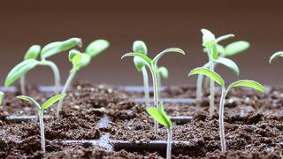 Kỹ thuật gieo hạt có tỉ lệ nảy mầm cao