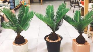 Kỹ thuật nhân giống cây thiên tuế
