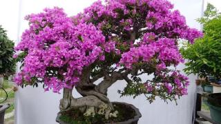 Kỹ thuật nhân giống hoa giấy