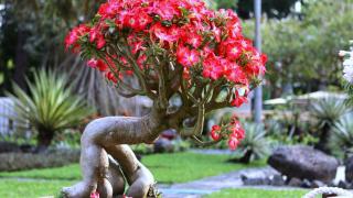 Kỹ thuật trồng cây hoa sứ trong chậu