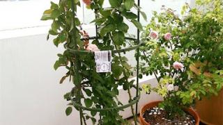 Kỹ thuật trồng cây hồng leo trong chậu 