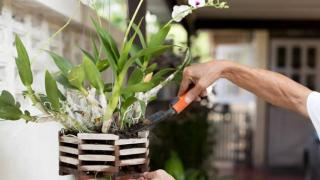 Kỹ thuật trồng Lan và phương pháp bón phân cho hoa Lan đúng cách