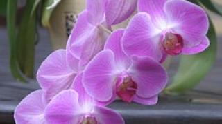 Kỹ thuật nhân giống và cách trồng lan trong chậu