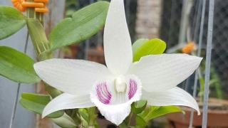 Lan đột biến là gì, cách nhân giống lan đột biến