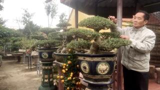 Top 10 làng nghề cây cảnh nổi tiếng nhất Việt Nam