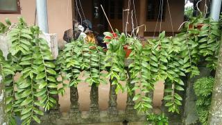 Mẹo bón phân giúp lan Phi Điệp lá tốt, thân to, nhiều hoa