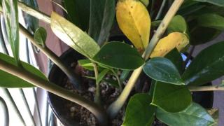 Nguyên nhân cây cảnh bị vàng lá và cách xử lý