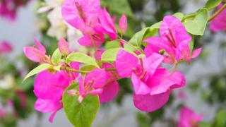 Nguyên nhân và cách xử lý các bệnh về lá ở hoa giấy