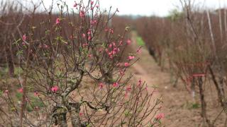 Nguyên nhân và cách xử lý hoa đào bị héo lá