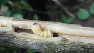 Nhận biết và cách diệt trừ sâu đục thân trên hoa hồng