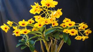 Nhận biết và kỹ thuật trồng lan sơn thủy