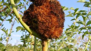 Nhận biết và điều trị bệnh gỉ sắt trên hoa hồng