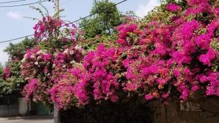 Những điểm cần lưu ý khi trồng và chăm sóc hoa giấy