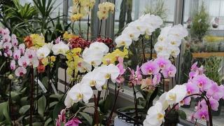 Những điều kiện để ảnh hưởng đến hoa lan