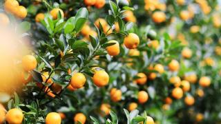 Những loại bệnh thường gặp trên cây quất và cách xử lý