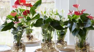 Những loài thủy sinh phổ biến