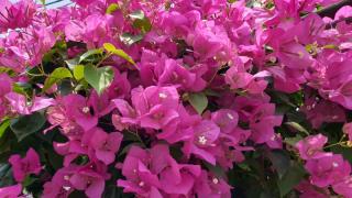 Những lưu ý quan trọng khi trồng và chăm sóc hoa giấy