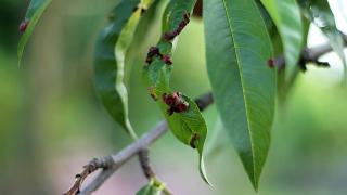 Những loại bệnh thường gặp ở cây đào cảnh và cách phòng trị