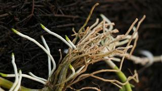 Những nguyên nhân khiến lan chậm ra rễ