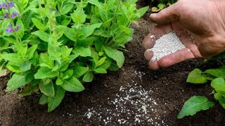 Những nguyên tắc khi bón phân cho cây cảnh