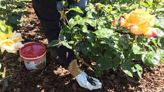 Tác dụng của phân bón NPK đối với hoa hồng