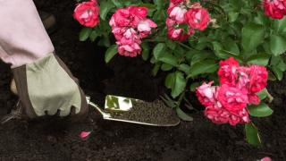 Phân bón cho hoa hồng và những điều cần biết khi bón phân cho hoa hồng