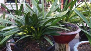 Phân bón cho lan kiếm và những thời điểm bón phân cho lan kiếm