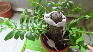 Thế nào là phân bón tan chậm? các loại phân tan chậm dùng cho hoa Lan