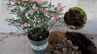 Phân Dê hay phân Dơi tốt cho hoa hồng hơn?