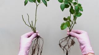 Phân loại và phương pháp trồng hoa hồng rễ trần 