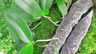 Những điều cần biết khi bón phân Dê cho hoa Lan