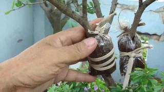 Phương pháp chiết cành hoa mai hiệu quả